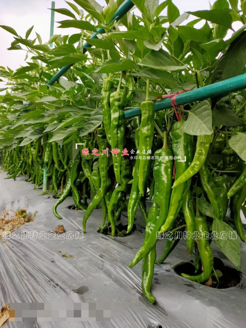 湖南长研翡翠辣椒种子春润公司牛角形辣椒种籽微辣软皮牛角椒