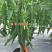湖南长研翡翠辣椒种子春润公司牛角形辣椒种籽微辣软皮牛角椒