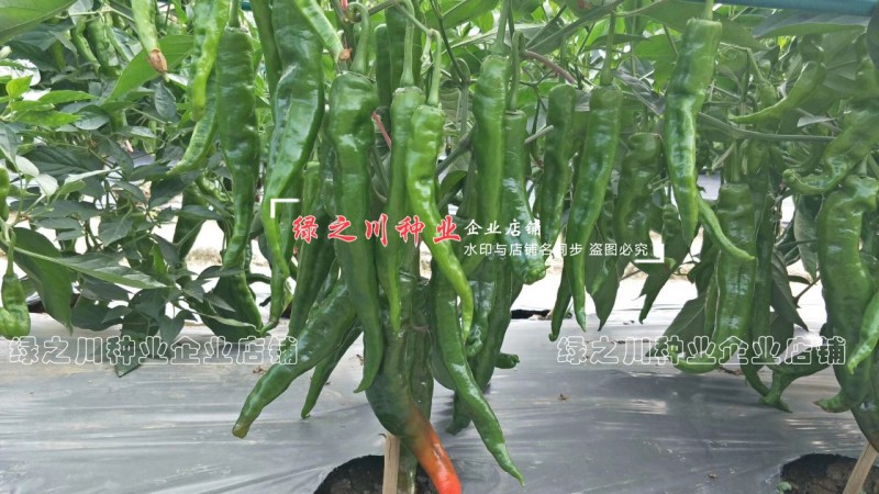 湖南长研翡翠辣椒种子春润公司牛角形辣椒种籽微辣软皮牛角椒