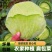 莲花白甘蓝包菜原产地直发无中间商赚差价欢迎订购