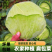 莲花白甘蓝包菜原产地直发无中间商赚差价欢迎订购