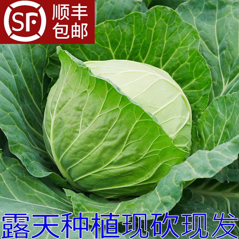 莲花白甘蓝包菜原产地直发无中间商赚差价欢迎订购