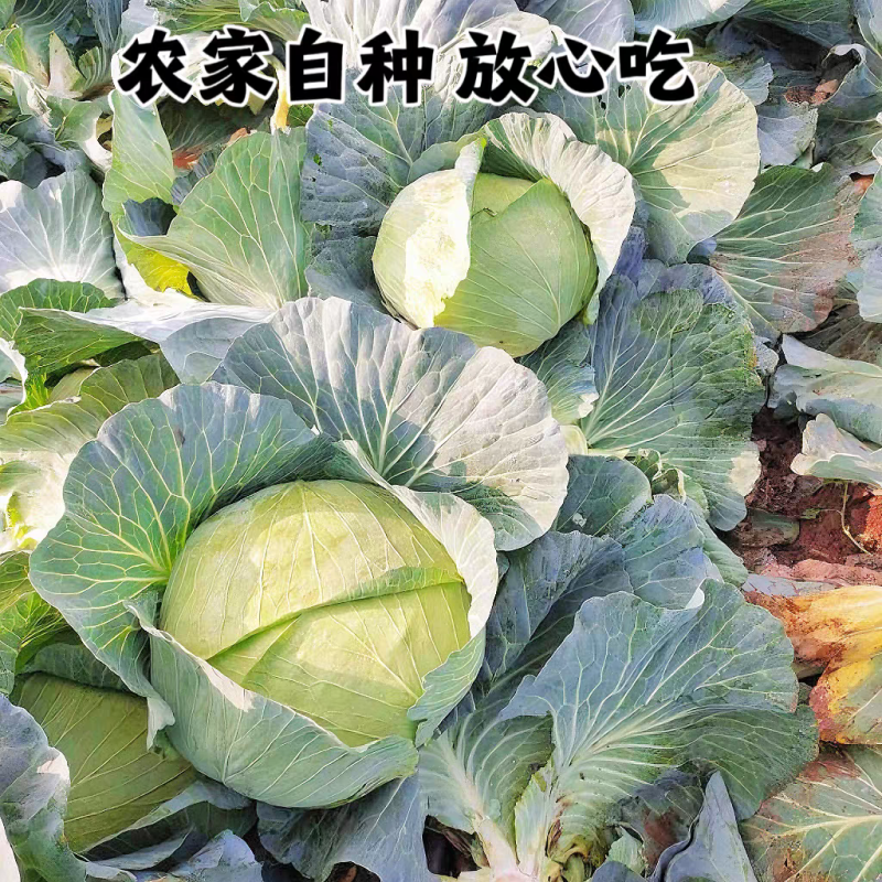 莲花白甘蓝包菜原产地直发无中间商赚差价欢迎订购