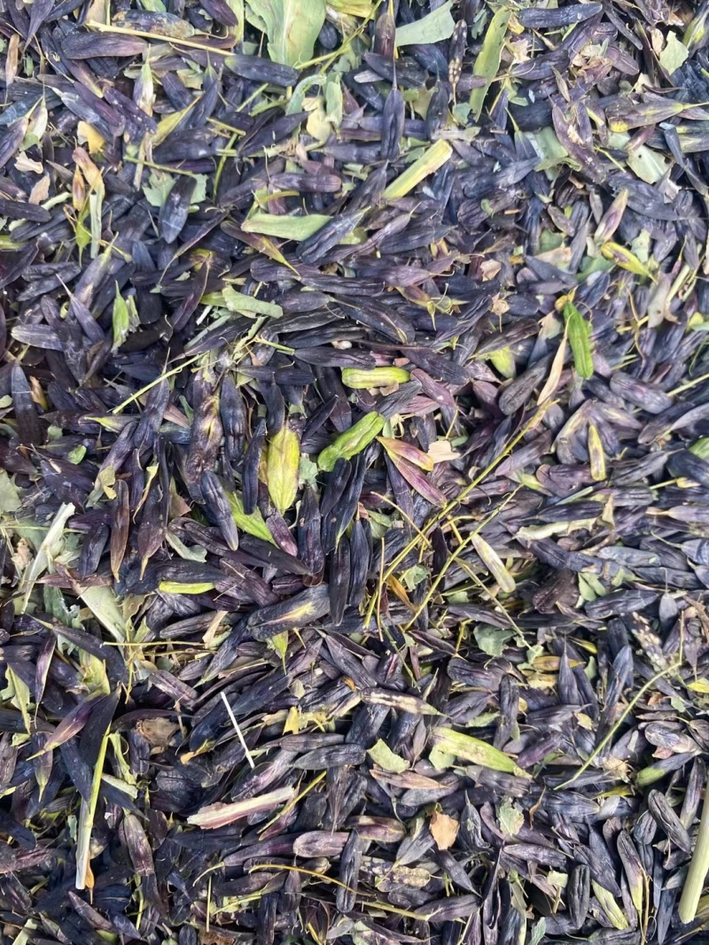 板蓝根种子。陕西商洛产板蓝根籽