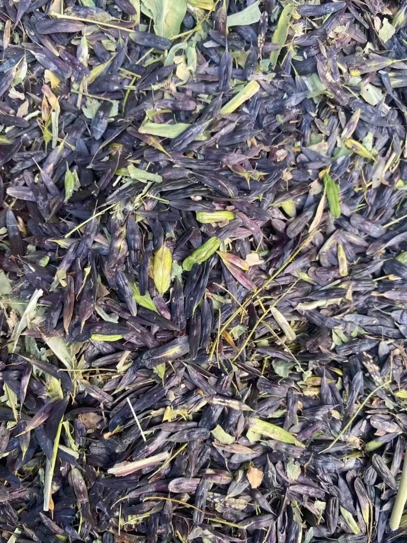 板蓝根种子。陕西商洛产板蓝根籽