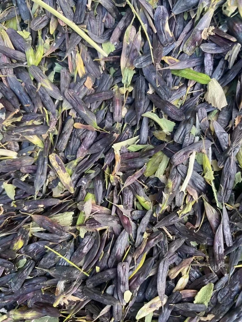 板蓝根种子。陕西商洛产板蓝根籽