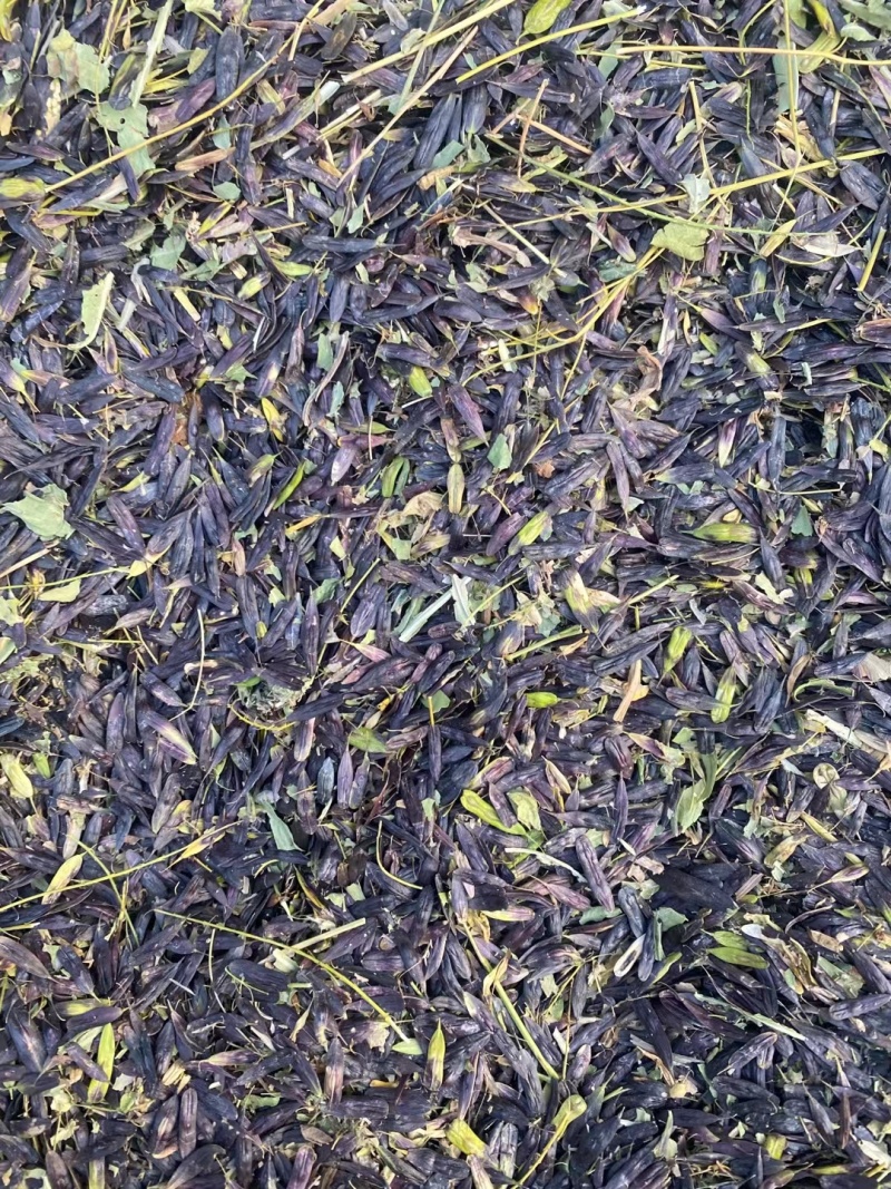 板蓝根种子。陕西商洛产板蓝根籽