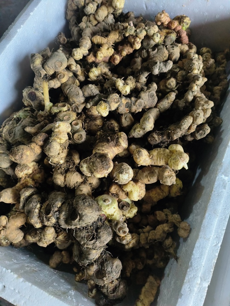 黄精野生黄精姜型多花大块茎深山老黄精一手货源直供