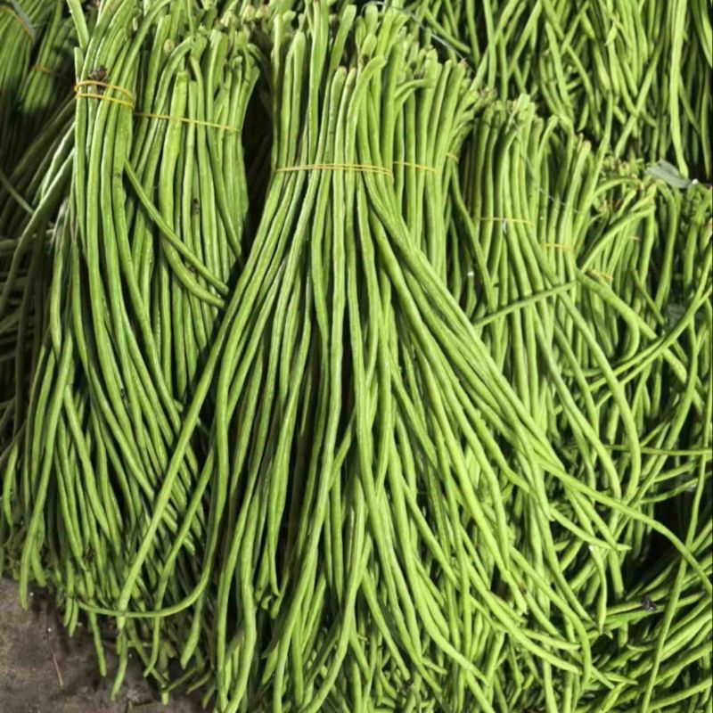 豇豆长豆角四季豆大量上市欢迎订购量大价优提供电商平台超市