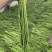 豇豆长豆角四季豆大量上市欢迎订购量大价优提供电商平台超市