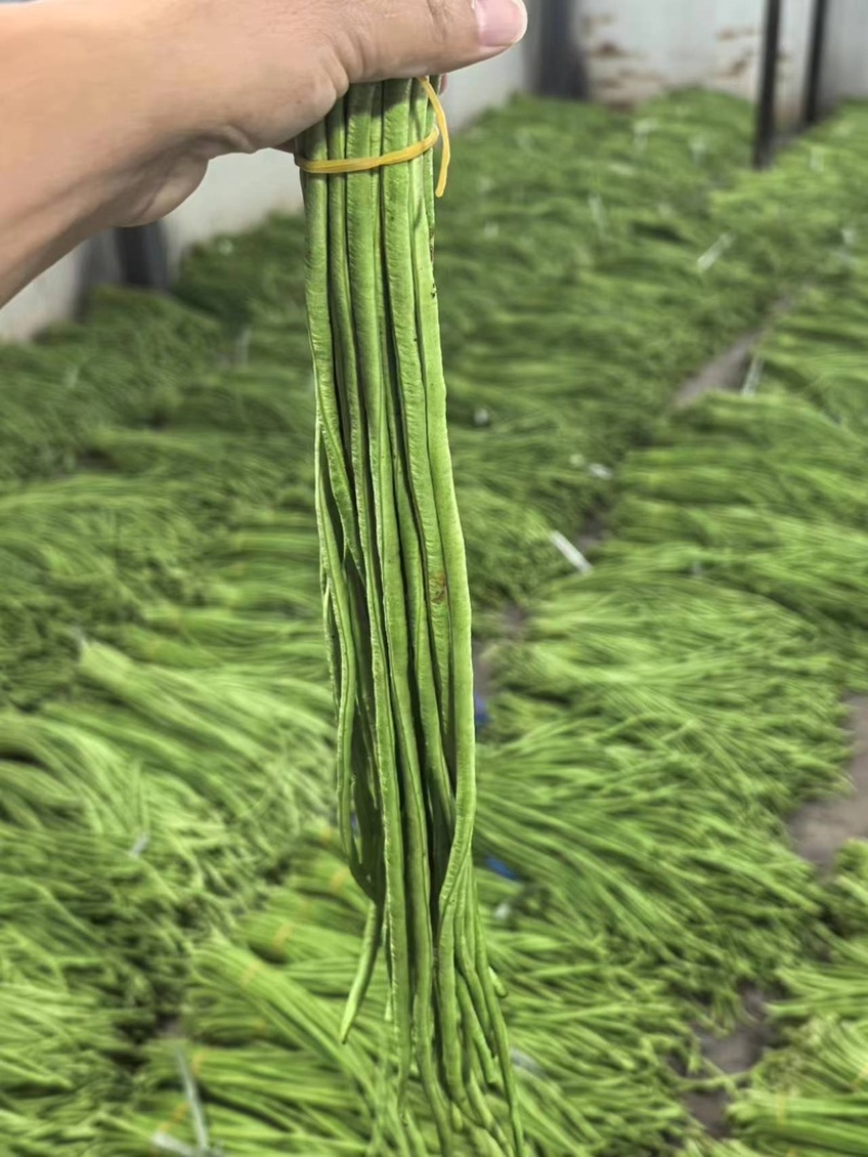 豇豆长豆角四季豆大量上市欢迎订购量大价优提供电商平台超市