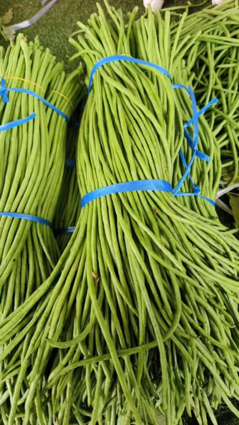 豇豆长豆角四季豆大量上市欢迎订购量大价优提供电商平台超市