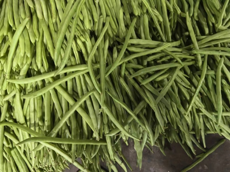豇豆长豆角四季豆大量上市欢迎订购量大价优提供电商平台超市