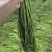 豇豆长豆角四季豆大量上市欢迎订购量大价优提供电商平台超市