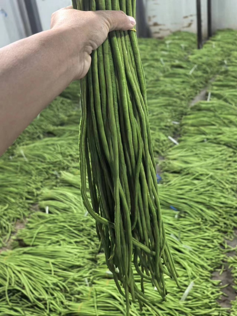 豇豆长豆角四季豆大量上市欢迎订购量大价优提供电商平台超市