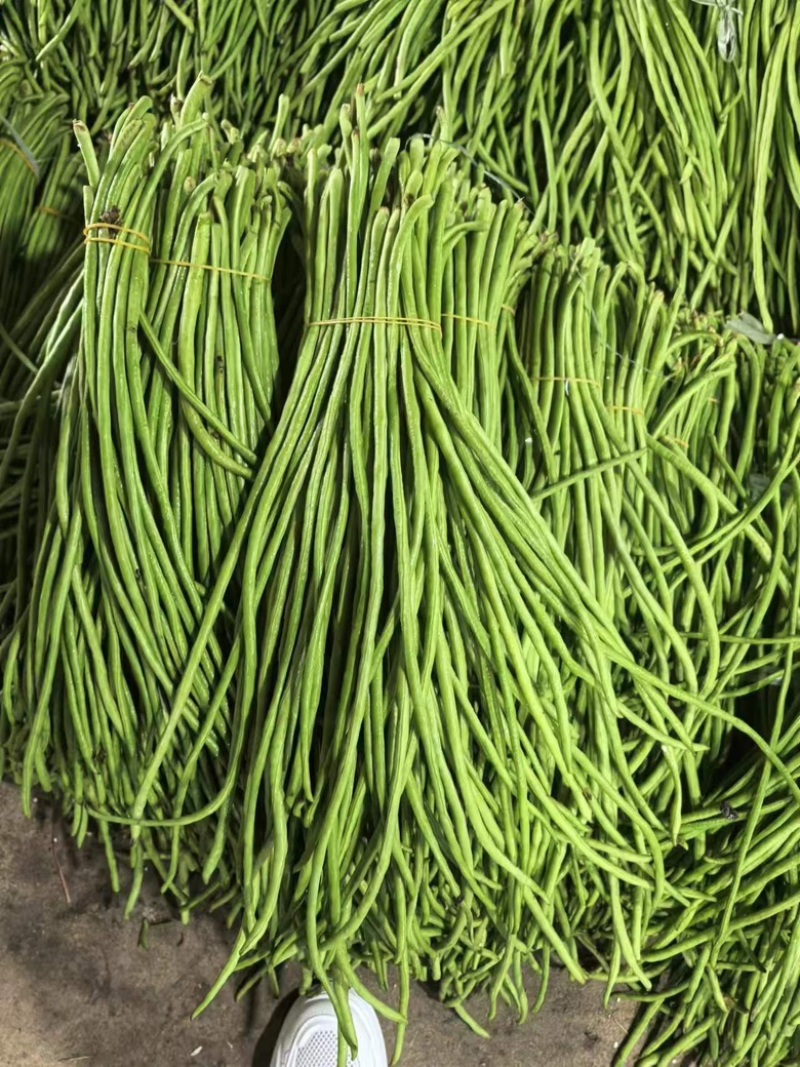 豇豆长豆角四季豆大量上市欢迎订购量大价优提供电商平台超市