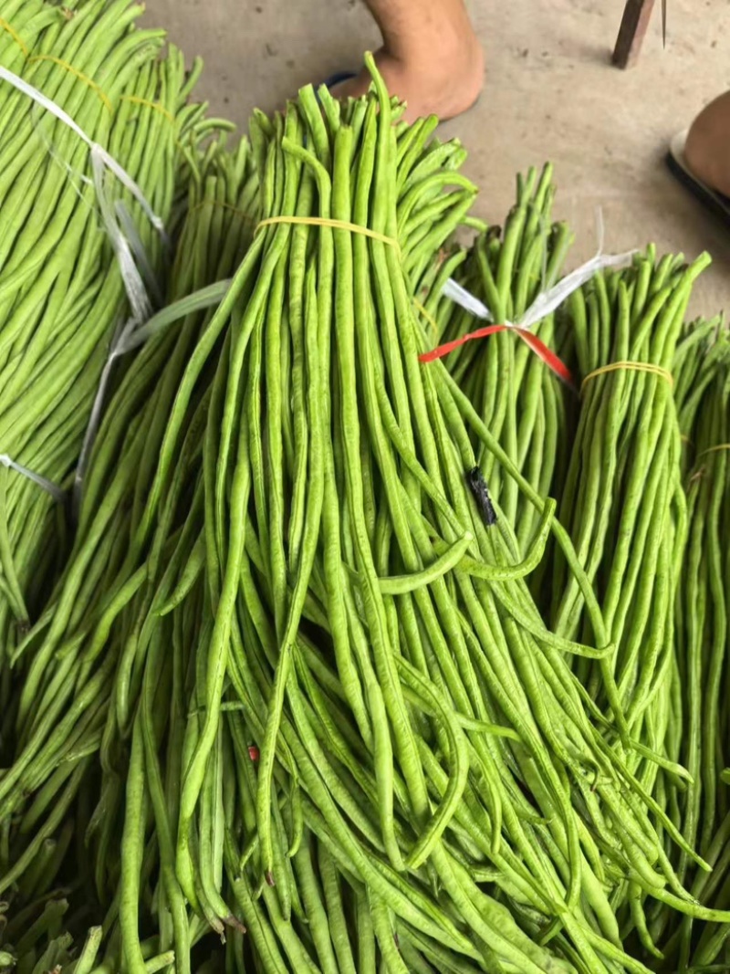 豇豆长豆角四季豆大量上市欢迎订购量大价优提供电商平台超市