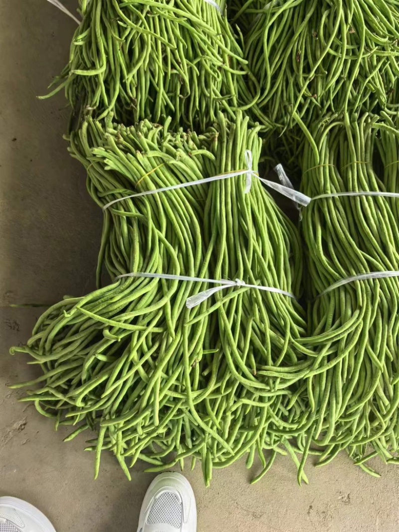 豇豆长豆角四季豆大量上市欢迎订购量大价优提供电商平台超市