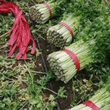 西芹