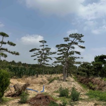 供应造型黑松造型松景观松