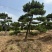 供应造型黑松造型松景观松