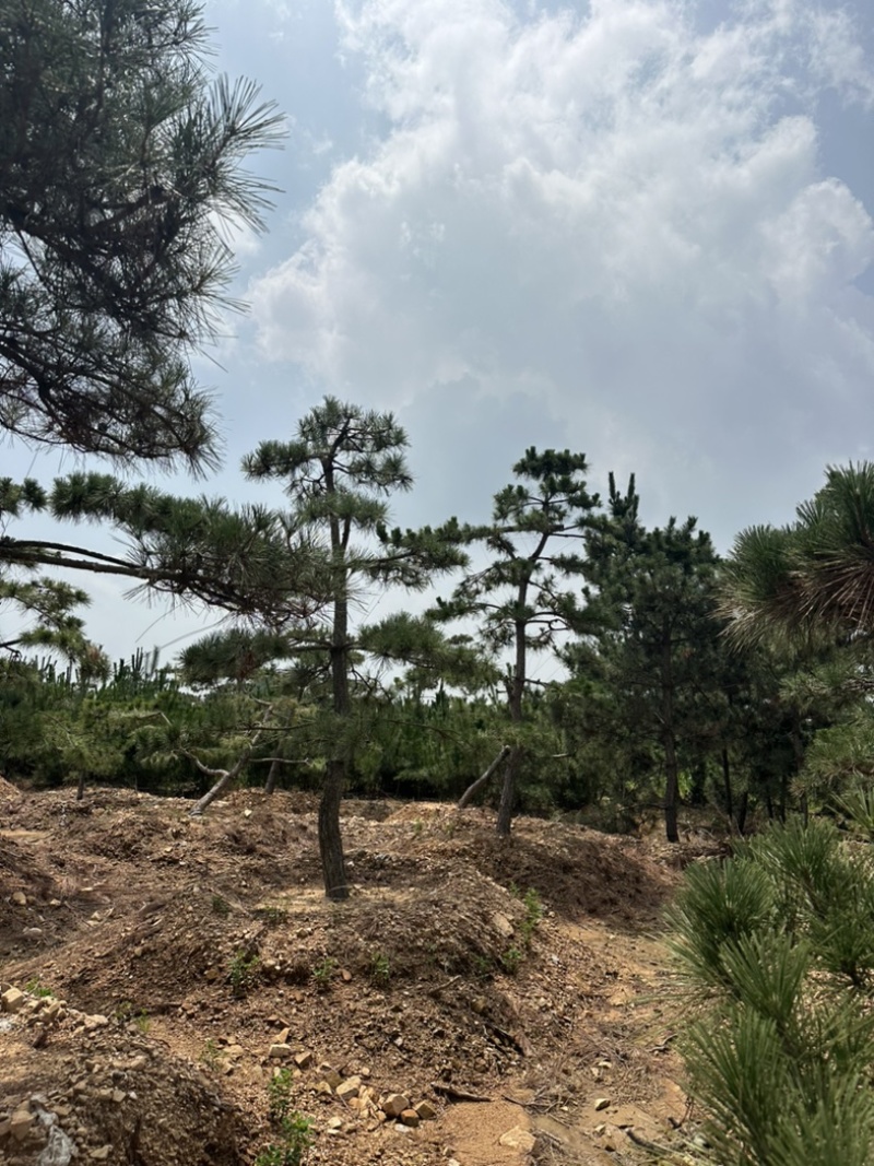 供应造型黑松造型松景观松
