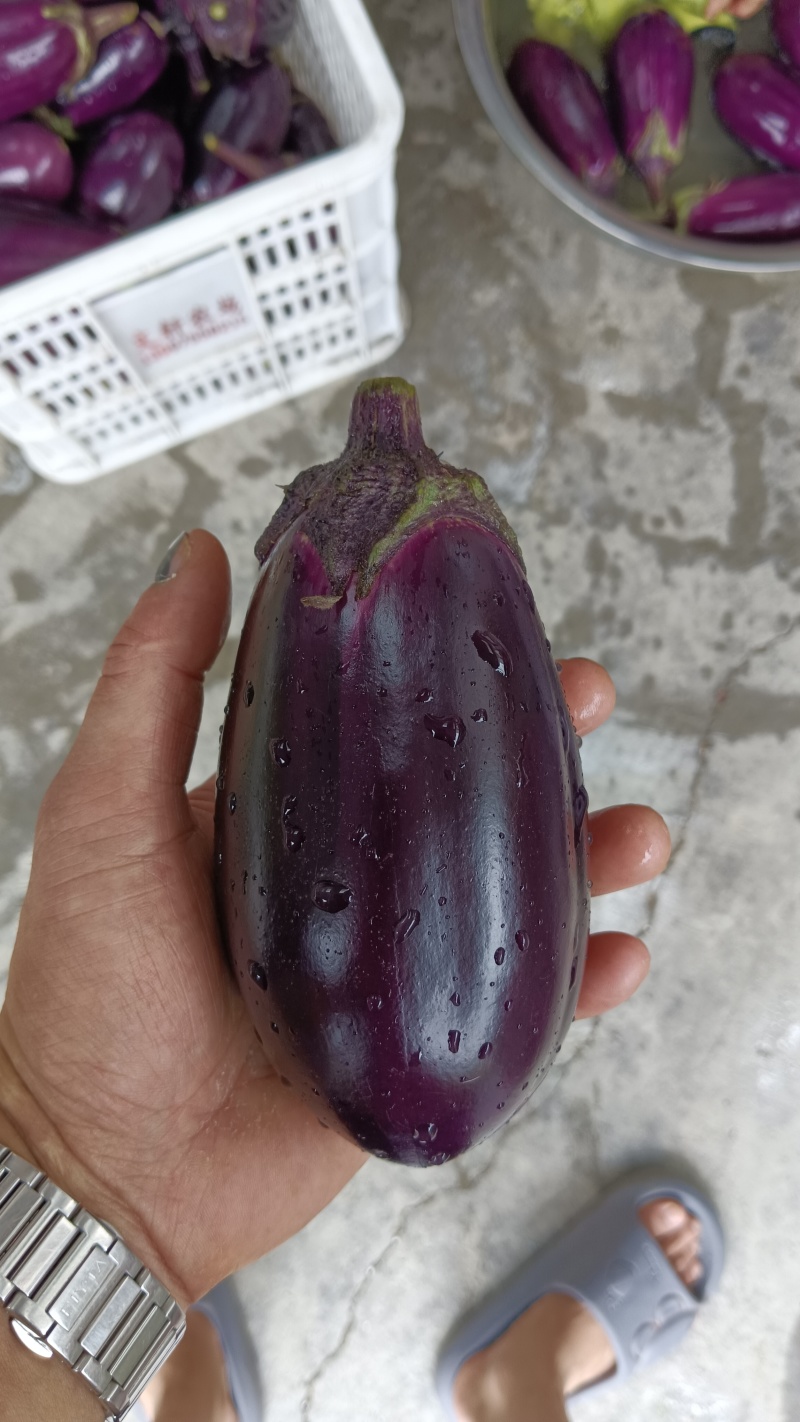 紫圆茄一手货源，产地直发。承接全国各大市场电商平台发货