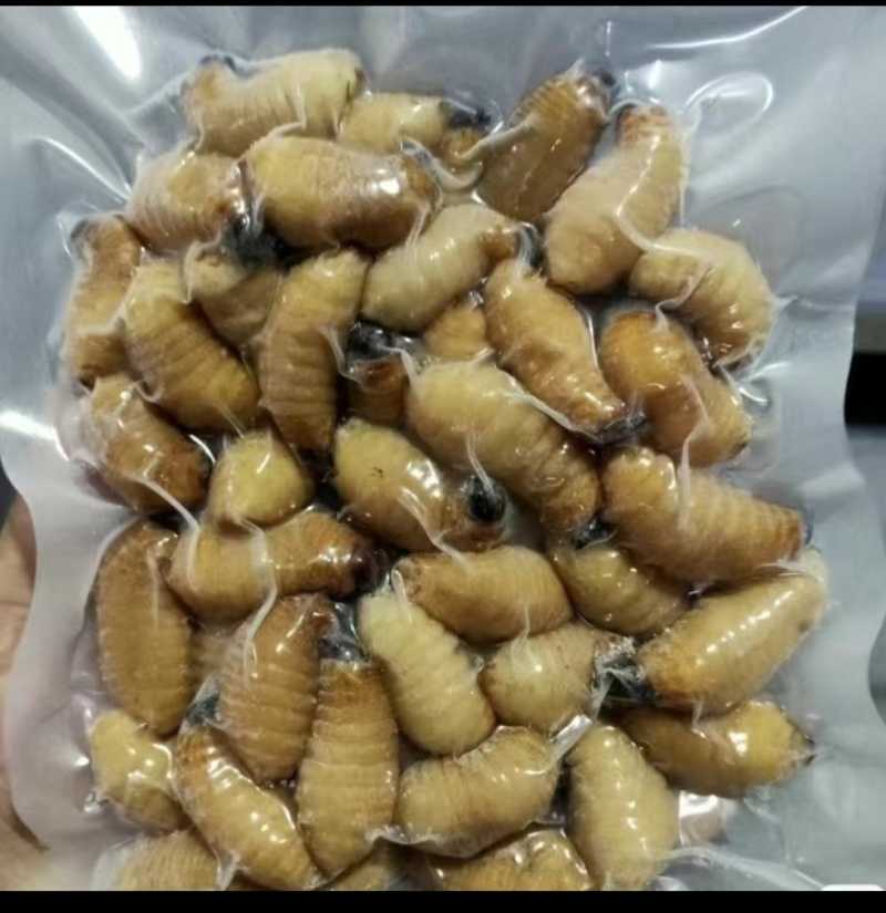 竹笋虫，一手货源，个大饱满，解冻不发黑，长期大量供货