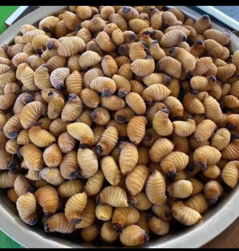 竹笋虫，一手货源，个大饱满，解冻不发黑，长期大量供货