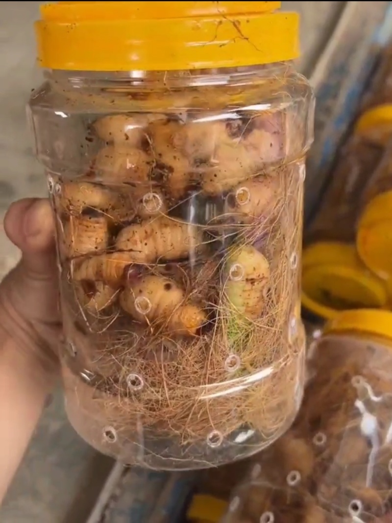 竹笋虫，一手货源，个大饱满，解冻不发黑，长期大量供货