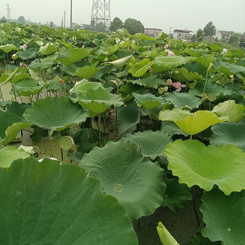 莲蓬，荷花莲蓬大量出货欢迎电话联系沟通洽谈业务