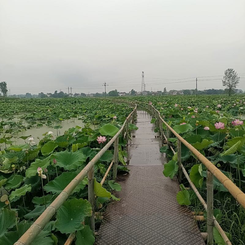 莲蓬，荷花莲蓬大量出货欢迎电话联系沟通洽谈业务