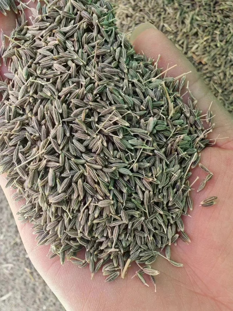 正宗新疆孜然，精品加工源头直供，优质饱满颗粒，欢迎洽谈。