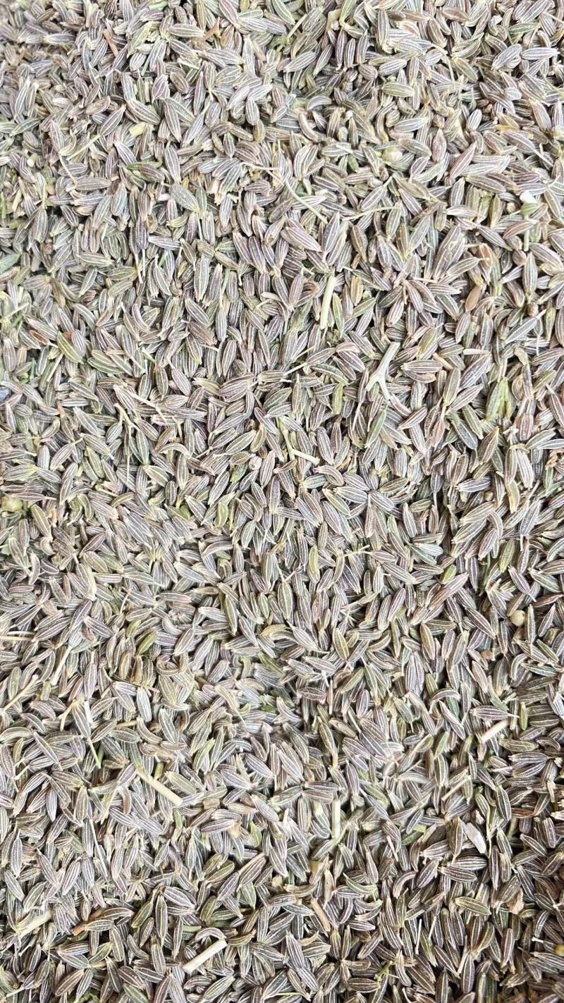 正宗新疆孜然，精品加工源头直供，优质饱满颗粒，欢迎洽谈。