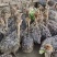 正宗优质苗纯种非洲鸵鸟幼崽包邮包活到家健康包活散养圈养脱温