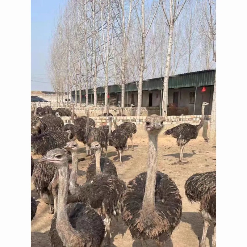 正宗优质苗纯种非洲鸵鸟幼崽包邮包活到家健康包活散养圈养脱温