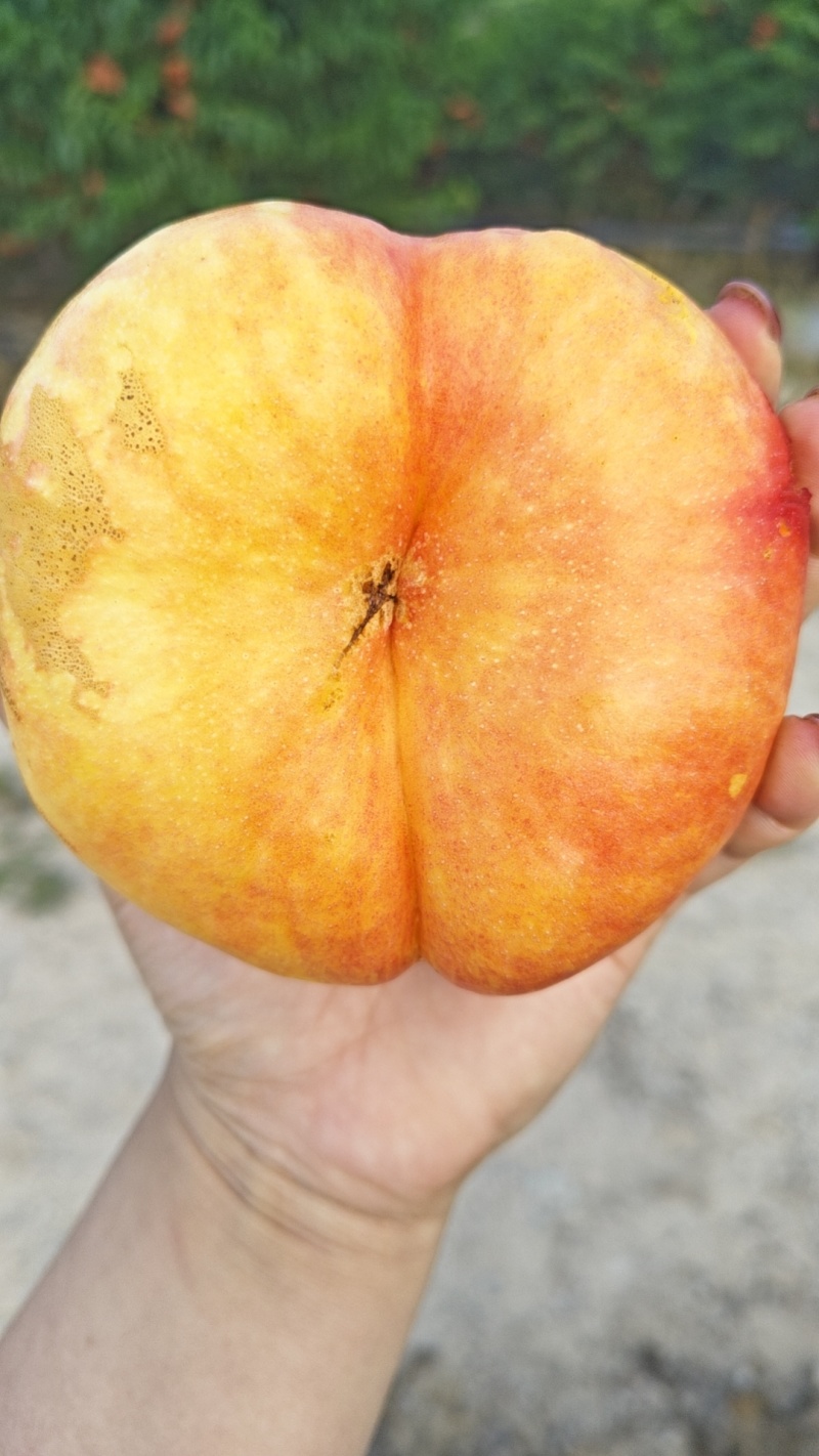 油蟠9大量上市
