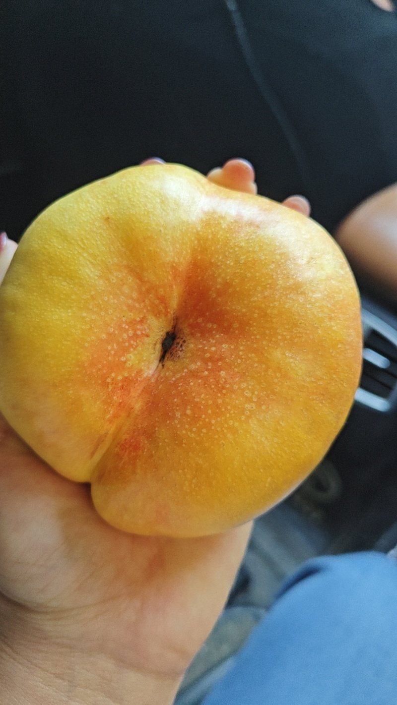 油蟠9大量上市