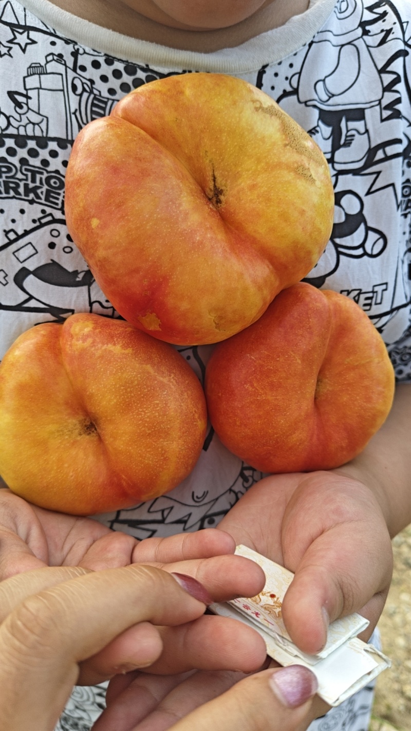 油蟠9大量上市