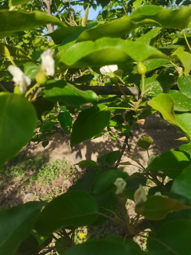 沙漠蜜梨昼夜温差大口感脆甜皮薄水大有需求电话咨询