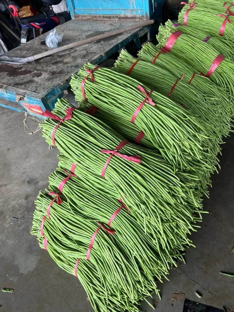 山东产地直发精品长豆角价格优惠代收代发全国