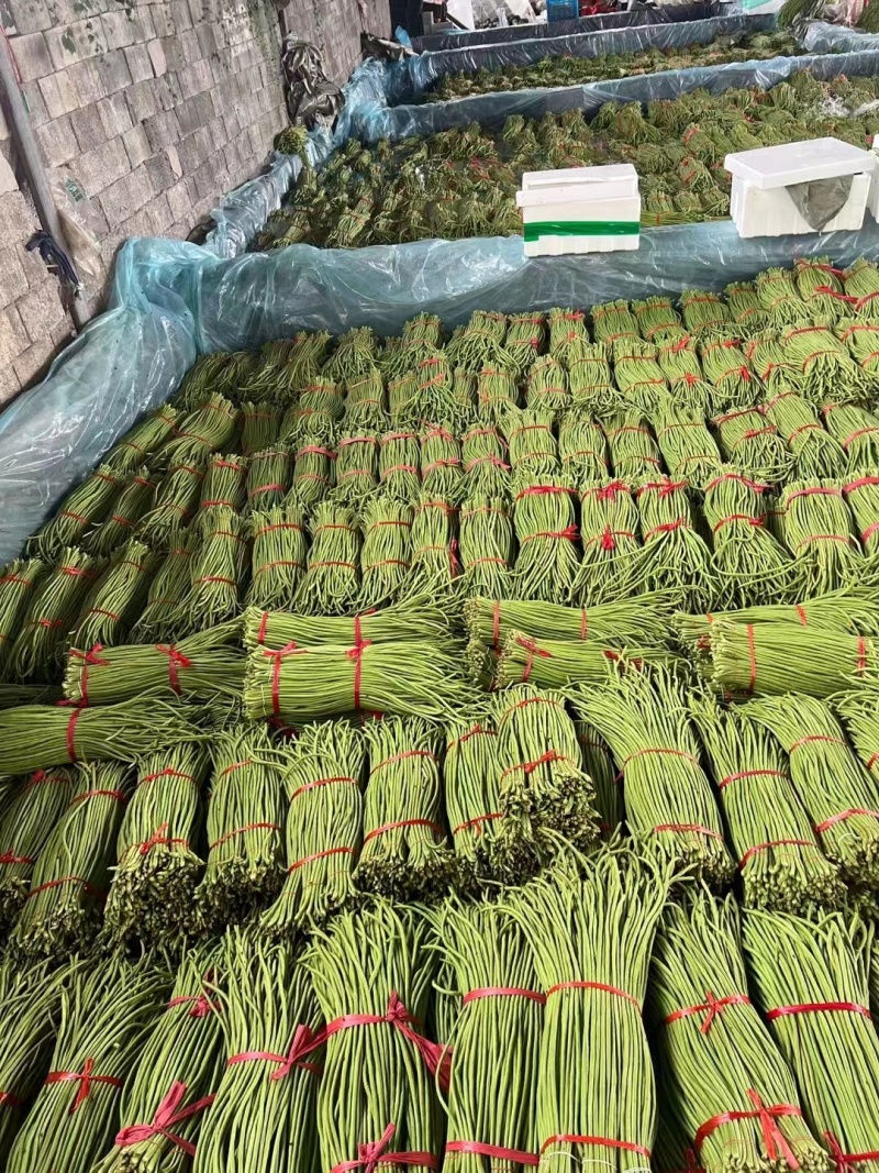 山东产地直发精品长豆角价格优惠代收代发全国
