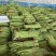 山东产地直发精品长豆角价格优惠代收代发全国