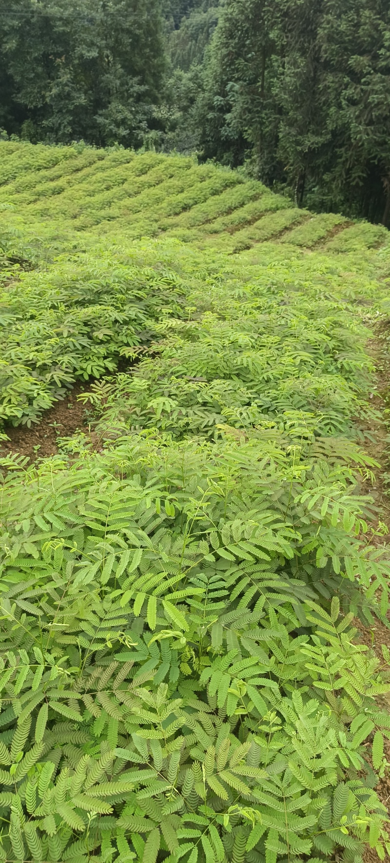 大量出合欢树苗，开红花的，长势快收益快，合欢树皮和合欢