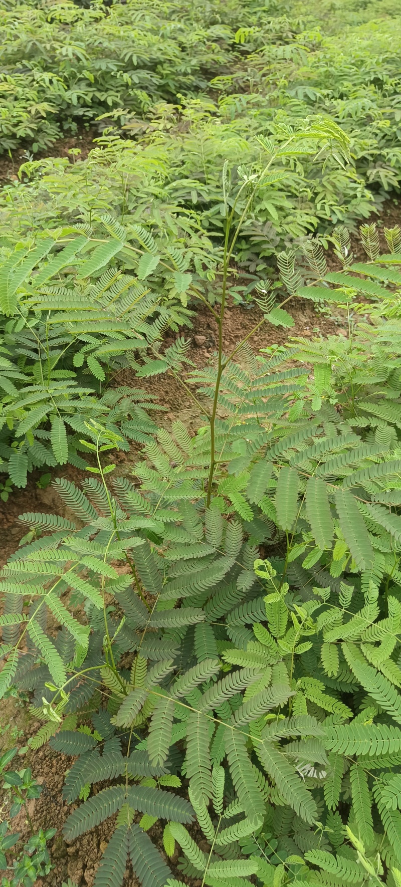 大量出合欢树苗，开红花的，长势快收益快，合欢树皮和合欢