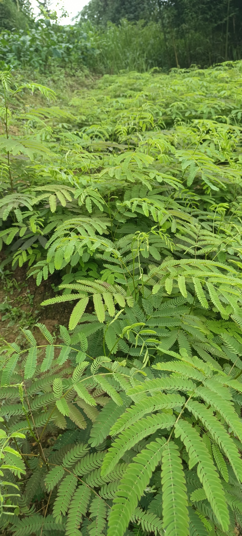 大量出合欢树苗，开红花的，长势快收益快，合欢树皮和合欢