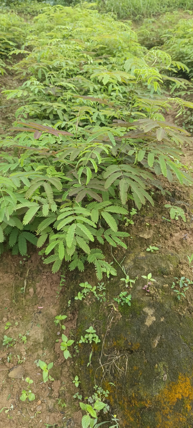 大量出合欢树苗，开红花的，长势快收益快，合欢树皮和合欢