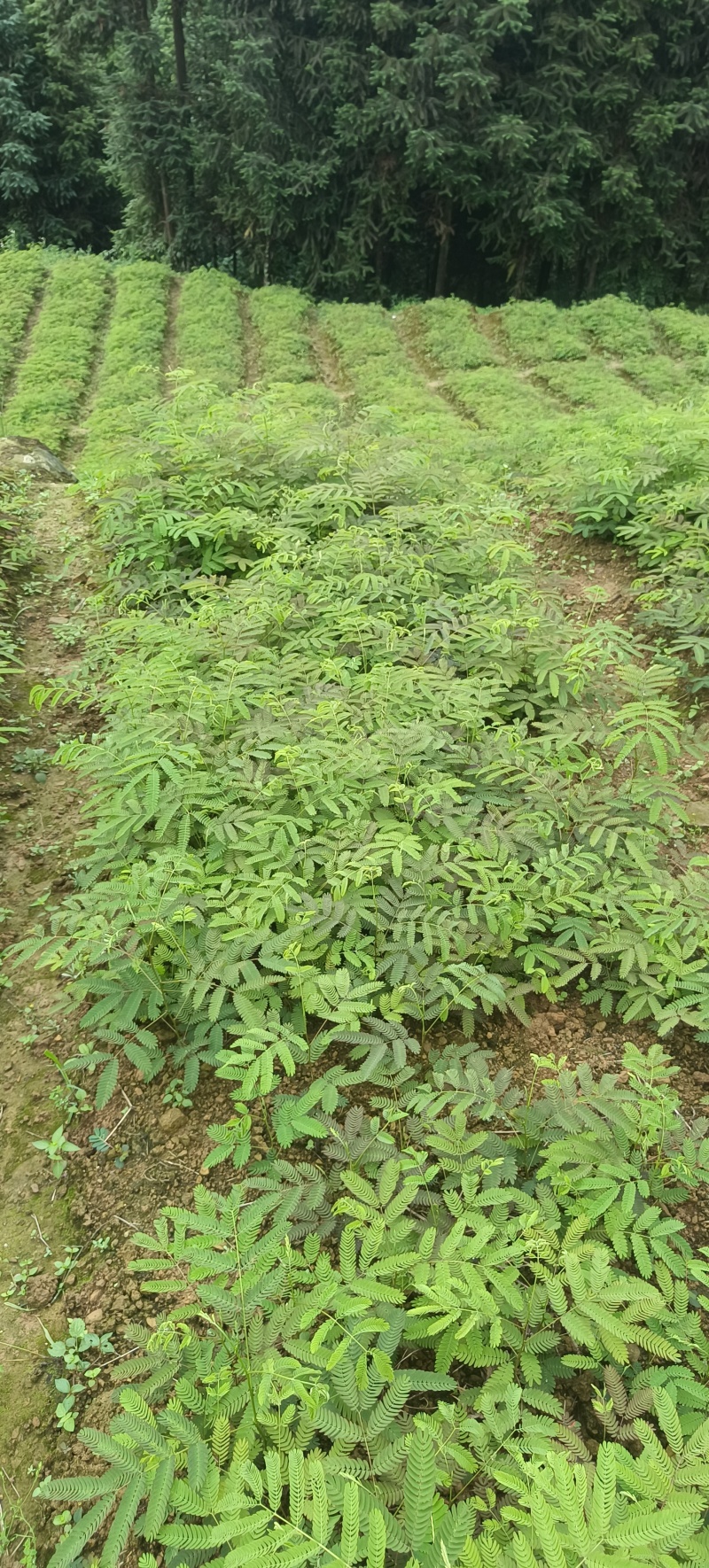 大量出合欢树苗，开红花的，长势快收益快，合欢树皮和合欢