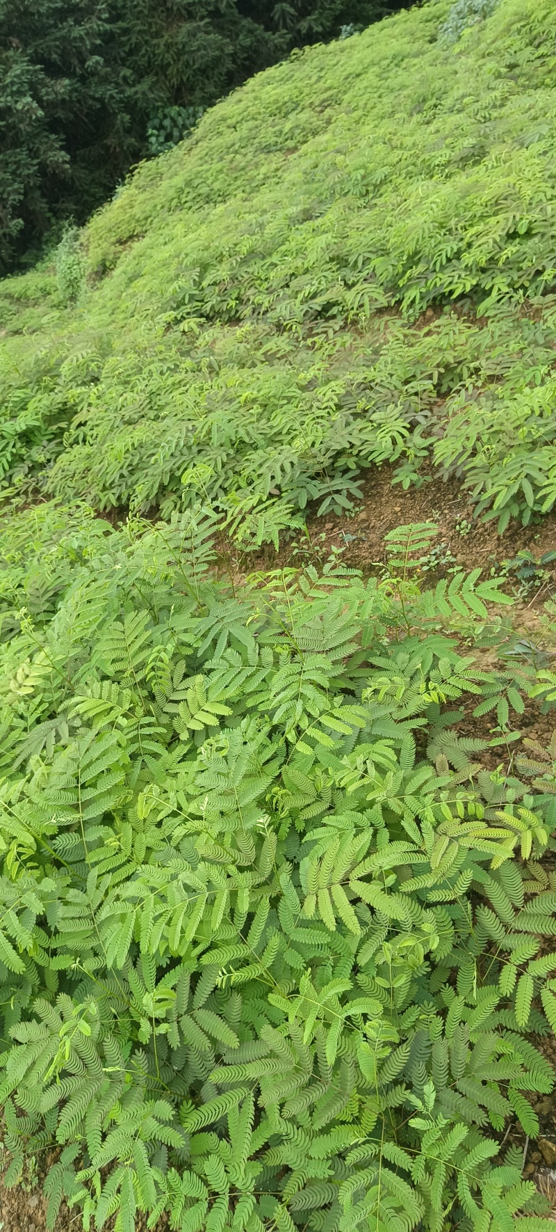 大量出合欢树苗，开红花的，长势快收益快，合欢树皮和合欢