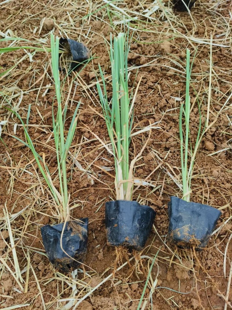 矮蒲苇可做花镜水生植物基地一手货源提供技术指导